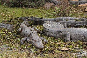 Several, Cayman, alligator. over the water Wetlands. Ibera National Park. Currents. Argentina. South America.