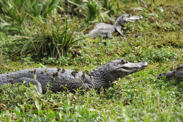 Cayman, yacare, holds his head above the water. Wetlands. Ibera National Park. Currents. Argentina.South America.