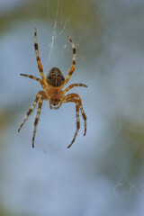 A spider with cross on the back sitting in its web