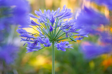 Lily of Nile flower (Agapanthus africanus hybrids species) - a blue-flowered perennial flowers blooming in botanical garden in summer day. Lilac blue flower on green yellow background. Selective focus