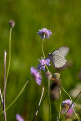 butterfly on a flower