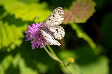 butterfly on a flower