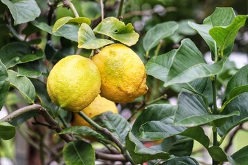 A small lemon tree in the garden.