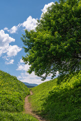 Fototapeta na wymiar 夏の田舎の大きな木と細い道