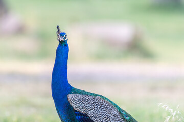 peacock with colorful plumage