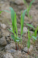 closeup the bunch small green ripe corncob plant soil heap in the farm soft focus natural green brown background.