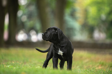 Cane Corso puppies walking in the park