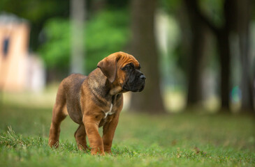 Cane Corso puppies walking in the park