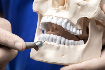 Treatment of toothache. Doctor dentist holds a plastic human skull and treats teeth.