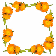 orange flowers framed on a white background. view from above. Place for text. banner and signboard.
