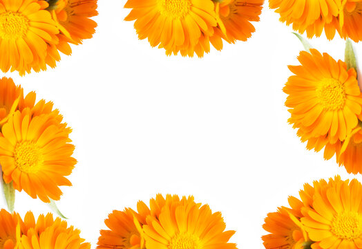 Orange Flowers Framed On A White Background. View From Above. Place For Text. Banner And Signboard.
