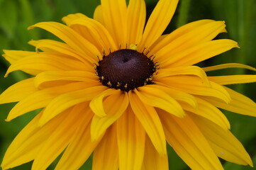 yellow flower on black background