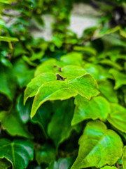 green leaves 