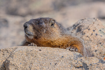 marmot in the mountains