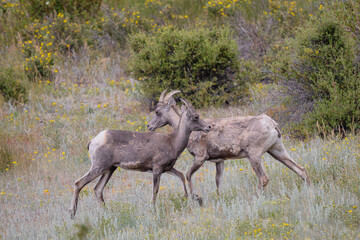 rocky mountain bighorn sheep ewes in a meadow	
