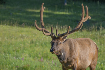 bull elk in the grass