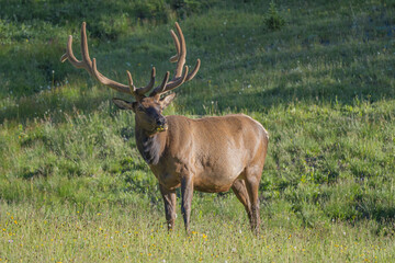 Naklejka na ściany i meble bull elk in the grass