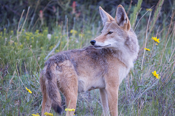 coyote in the grass