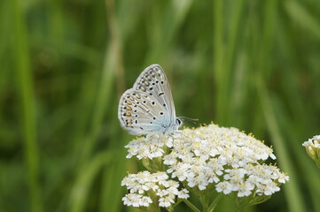 butterfly on the grass