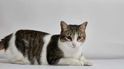 Obraz premium CAT PLAYING IN WHITE BACKGROUND