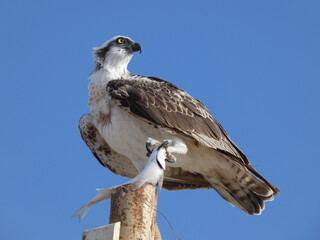Vogel mit Beute