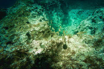 Naklejka na ściany i meble underwater image with crystal clear sea and various fish