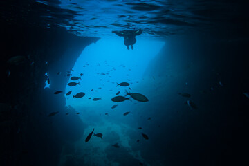 underwater image with crystal clear sea and various fish