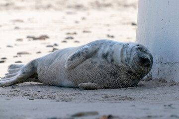 Fototapeta premium Young grey seal, Halichoerus grypus, lying down on a beach of Dune island in Northern sea, Germany. Funny animals on a beautiful sunny day of winter. Wildlife of the north
