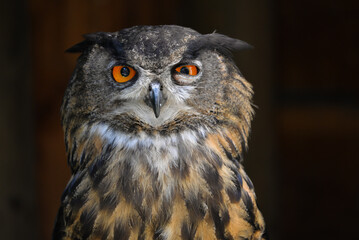 Grumpy owl closeup