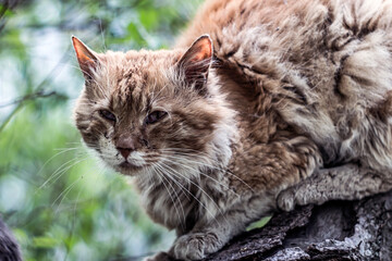 Pale - red yard damaged cat sitting on a tree