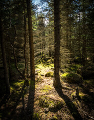 Reykjavík, Iceland - July 4, 2022 Vertical view of Öskjuhlíð, hilltop pine and birch forest with walking paths, picnic spots and panoramic views of Reykjavik.