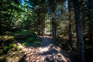 Reykjavík, Iceland - July 4, 2022 Landscape view of Öskjuhlíð, hilltop pine and birch forest with walking paths, picnic spots and panoramic views of Reykjavik.