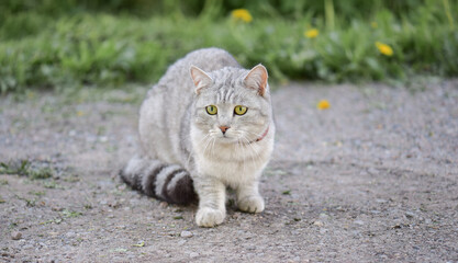 a beautiful gray domestic cat warily looks away