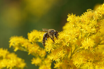 Western honey bee or European honey bee (Apis mellifera) on yellow flowers of Canadian goldenrod (Solidago Canadensis). Blurred flowers on the background. Netherlands, summer, July