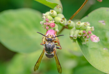 Wasp on a flower in nature
