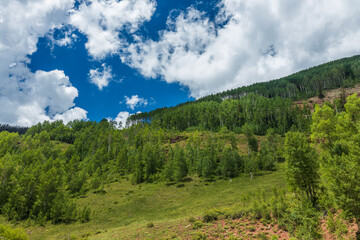 green aspen forest in the summer mountains