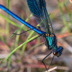 Close-up of beautiful flying insect with green grass in background.