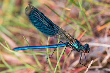 Close-up of beautiful flying insect with green grass in background.