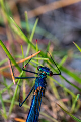 Close-up of beautiful flying insect with green grass in background.