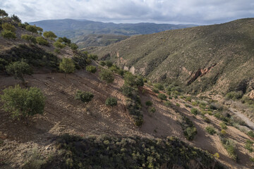 cultivation of carob trees in the south of Spain