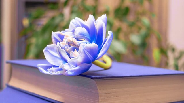A blue tulip blooms on the book. Time lapse bouquet of spring flowers tulips, opening, close-up. Festive bouquet. 4K video