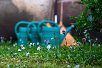 Close-up of blooming white flowers with blurred plastic watering cans and leaf rakes at concrete...