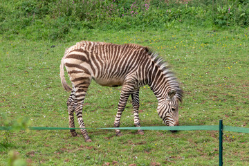 Fototapeta na wymiar Hartmanns mountain zebra (equus zebra hartmannae) foal