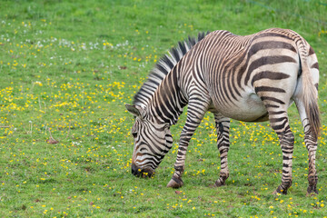Fototapeta na wymiar Hartmanns mountain zebra (equus zebra hartmannae)