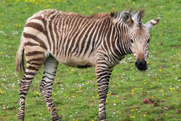 Hartmanns mountain zebra (equus zebra hartmannae) foal