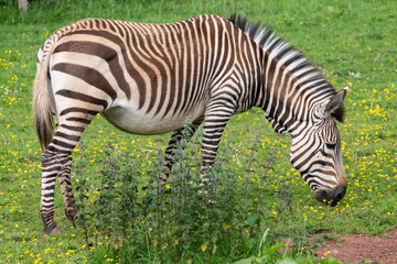 Fototapeta na wymiar Hartmanns mountain zebra (equus zebra hartmannae)