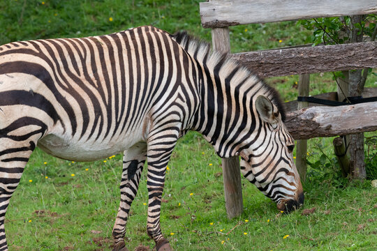 Hartmanns mountain zebra (equus zebra hartmannae)