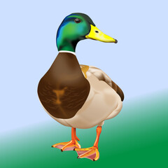 Pato real, pato mallard, pato de collar, ave, pato