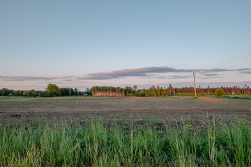 Fototapeta premium Landscape with rows of trees crown with foliage on the edge of agricultural fields with blue sky in background.