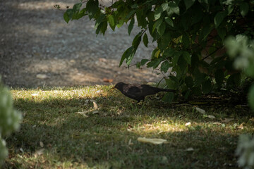 Blackbird in Boboli garden, Florence